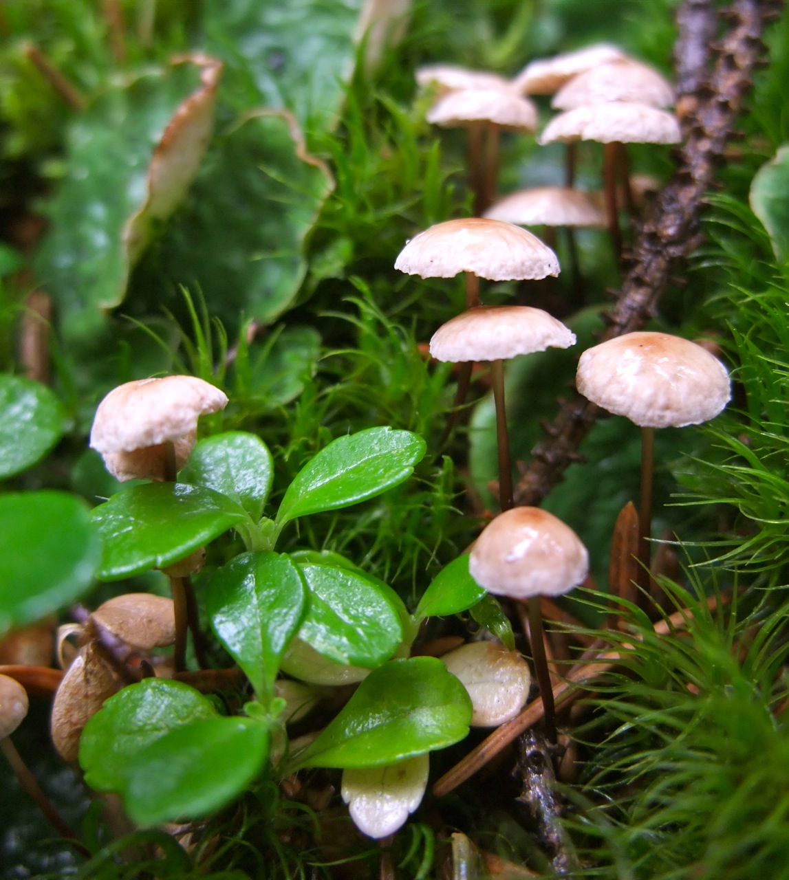  ... river basin near keystone colorado the caps of these mushrooms are