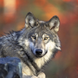 The leader of the new Summit County wolf pack, dubbed "John Denver" by federal biologists. PHOTO COURTESY USFWS.
