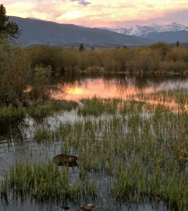 A beaver, one of Colorado's primary ecosystem builers, in the wetlands of Meadow Creek, in Frisco.